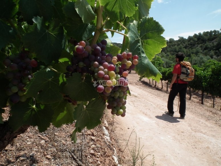 Rutas de enoturismo en Tarragona